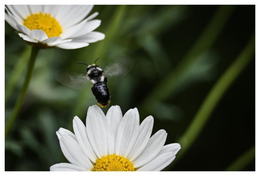 Bee Insect Nature Macro