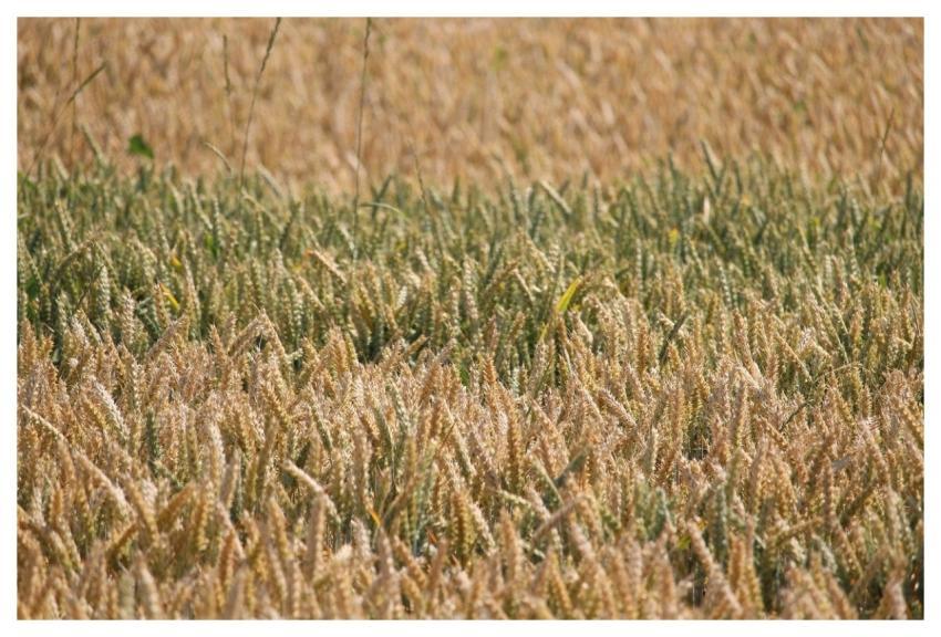 Wheat Field Agriculture Wheat Field