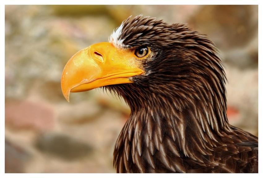 Giant Sea Eagle Eagle Bird Raptor