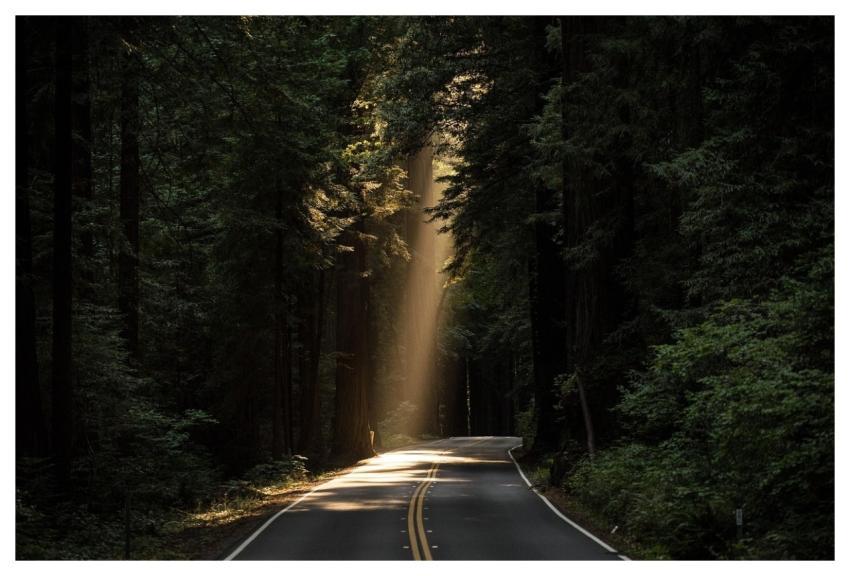 Conifers Sunlight Road Avenue