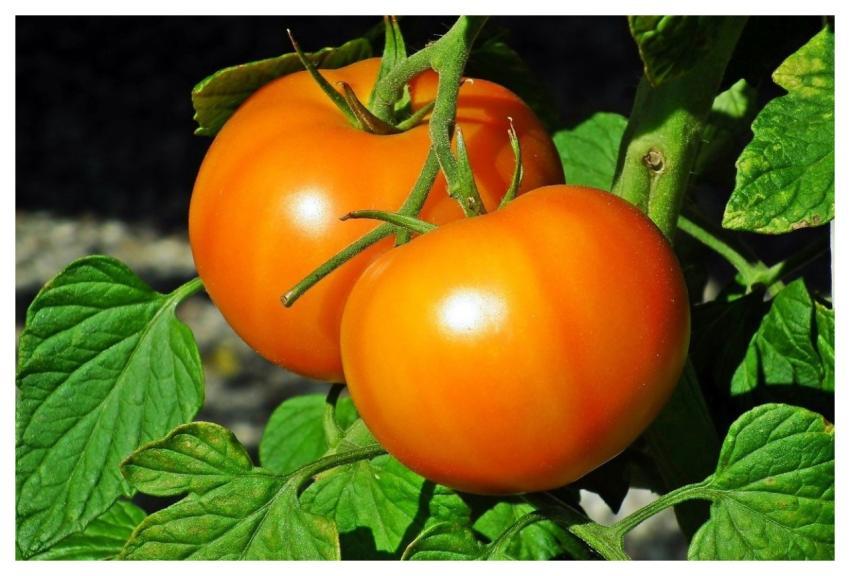 Tomatoes Ripe Vegetables Summer