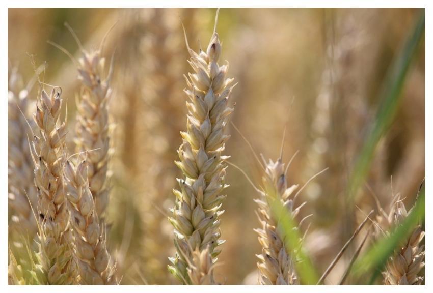 Wheat Grain Crop Plant