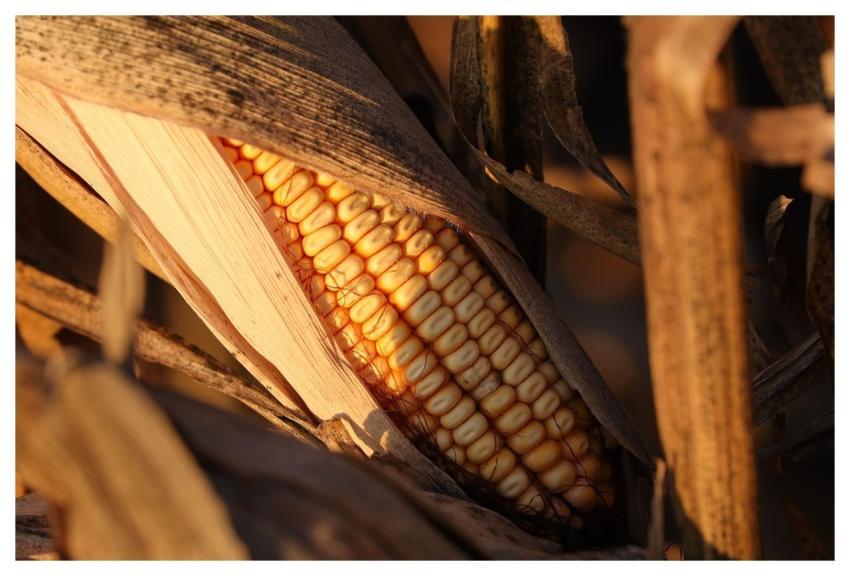 Corn Cornfield Agriculture Plant