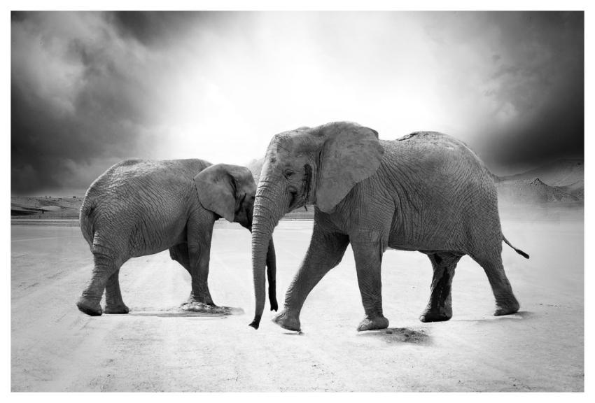 Elephants Safari Monochrome Animals