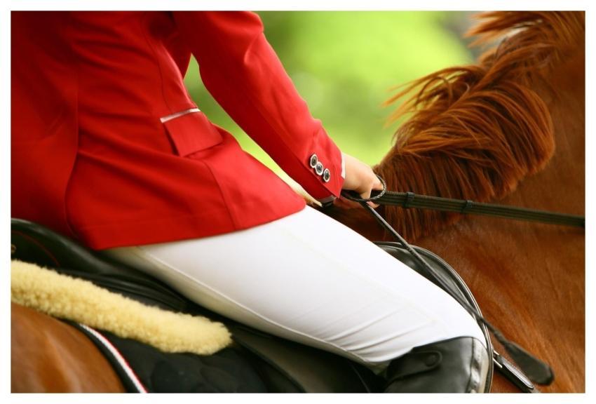 Horse Rider Equestrian Equine