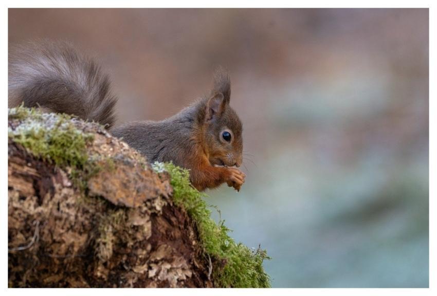 Red Squirrel Squirrel Nature Rodent