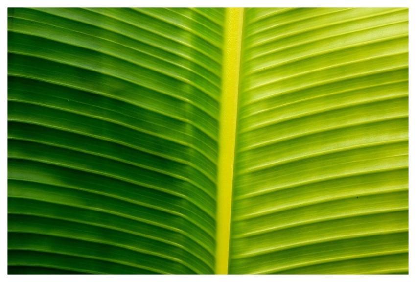 Plant Fauna Leaf Abstraction