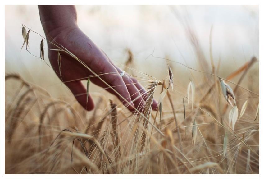 Hand Wheat Rural Cereals