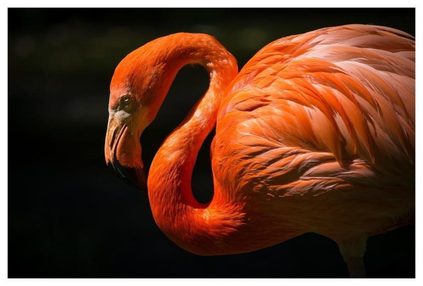 Flamingo Bird Nature Feathers