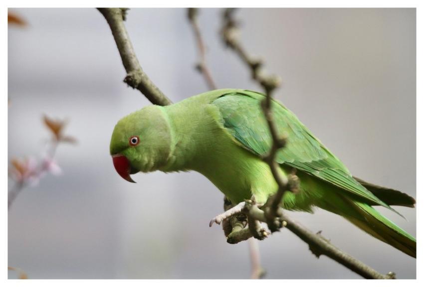 Ring-Necked Parakeet Parakeet Parrot Alexander Par