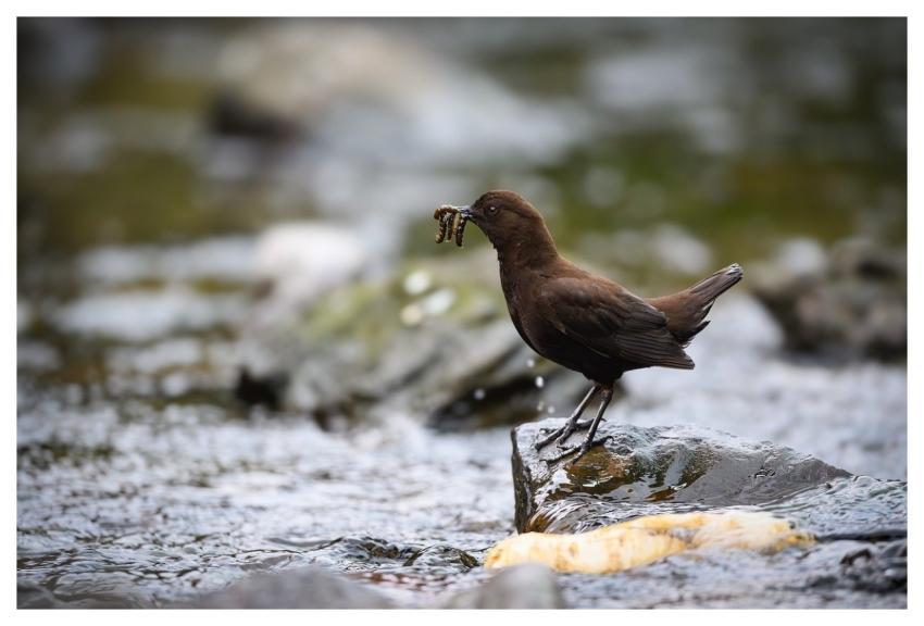 Bird Animal Feathers Plumage