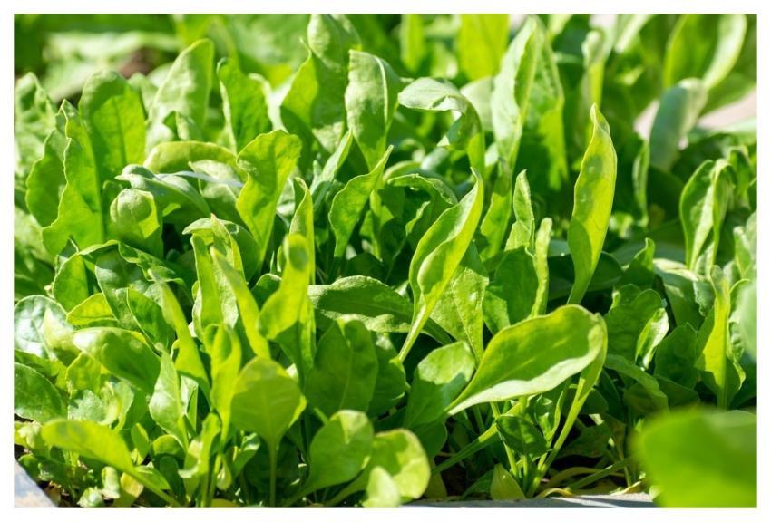 Spinach Leaves Plants Green
