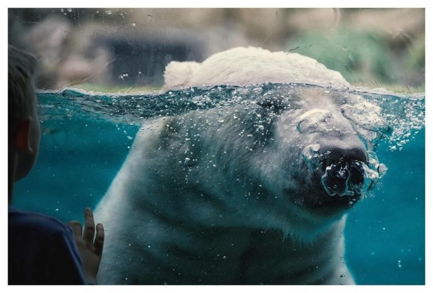 Polar Bear Zoo Captivity Wild Animal