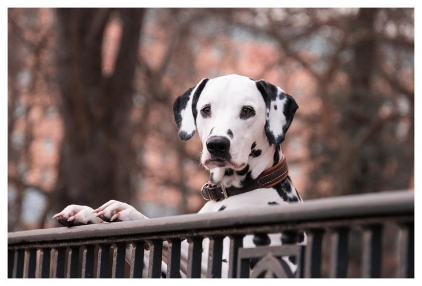Dalmatian Dogs Domestic Animal Loyal To