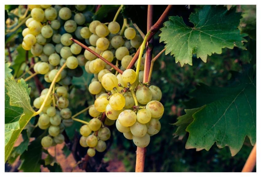 Fall Fruit Desktop Backgrounds Grape