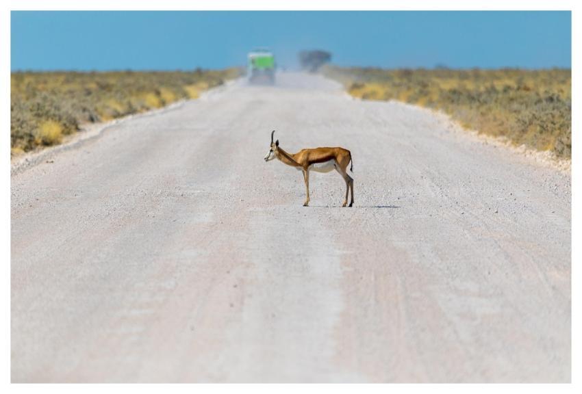 Springbok Antelope Africa Animal