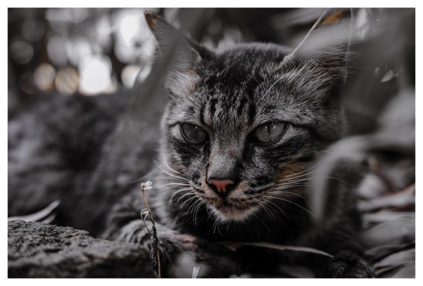 Cat Pet Feline Animal