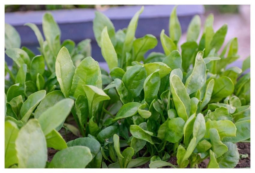 Spinach Leaves Plants Green
