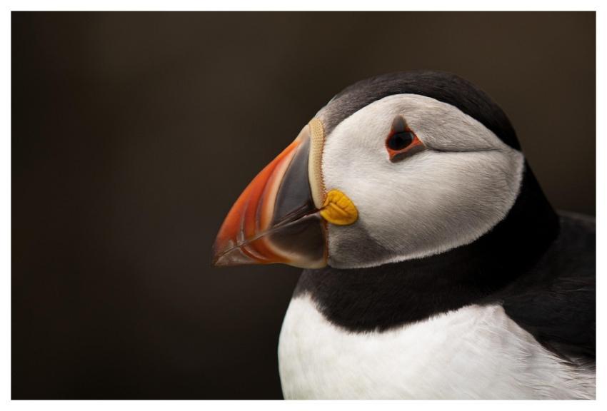 Bird Puffin Ornithology Species