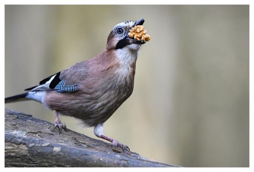 Jay Bird Animal Feathers