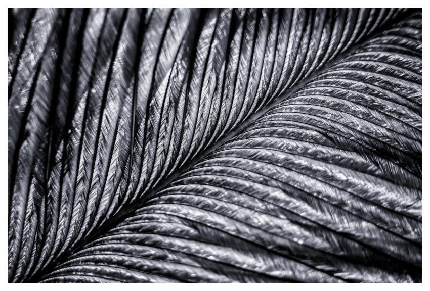 Feather Macro Bird Plumage