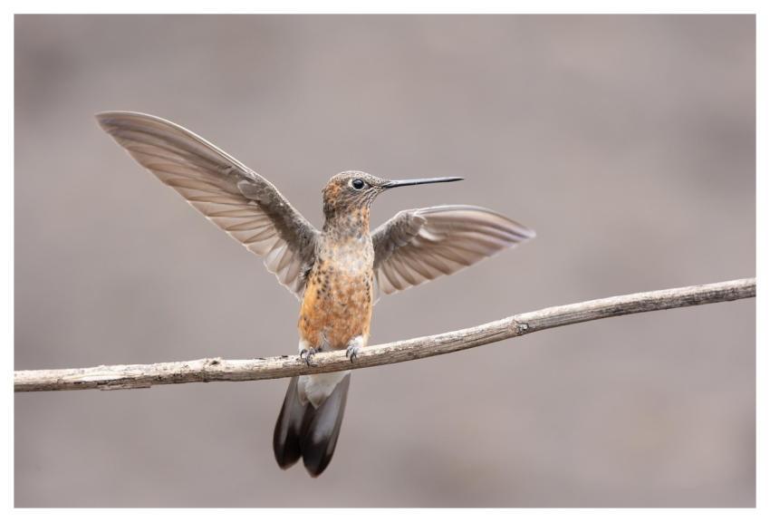 Giant Hummingbird Hummingbird Bird Animal