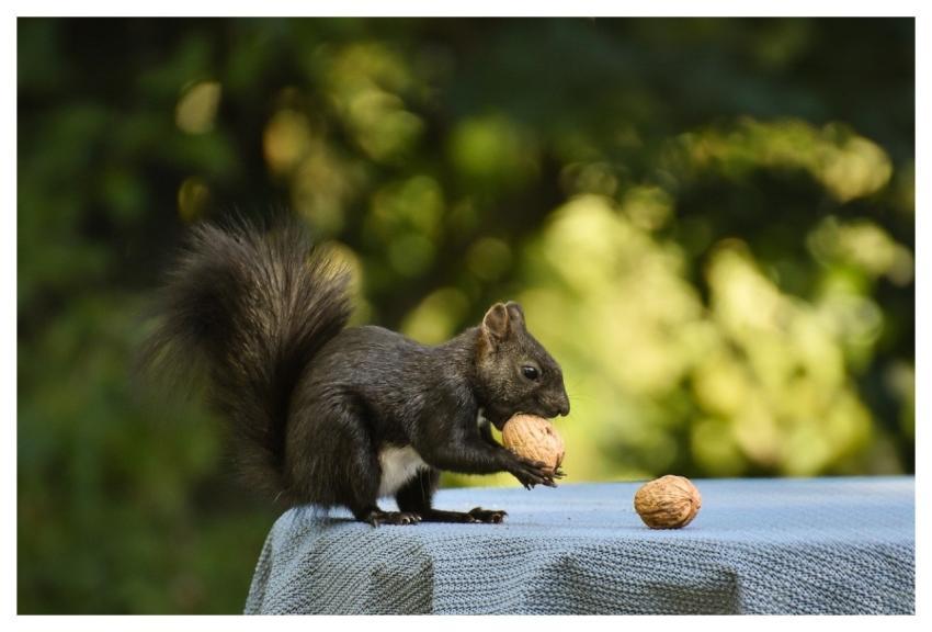 Squirrel Nature Animal Rodent