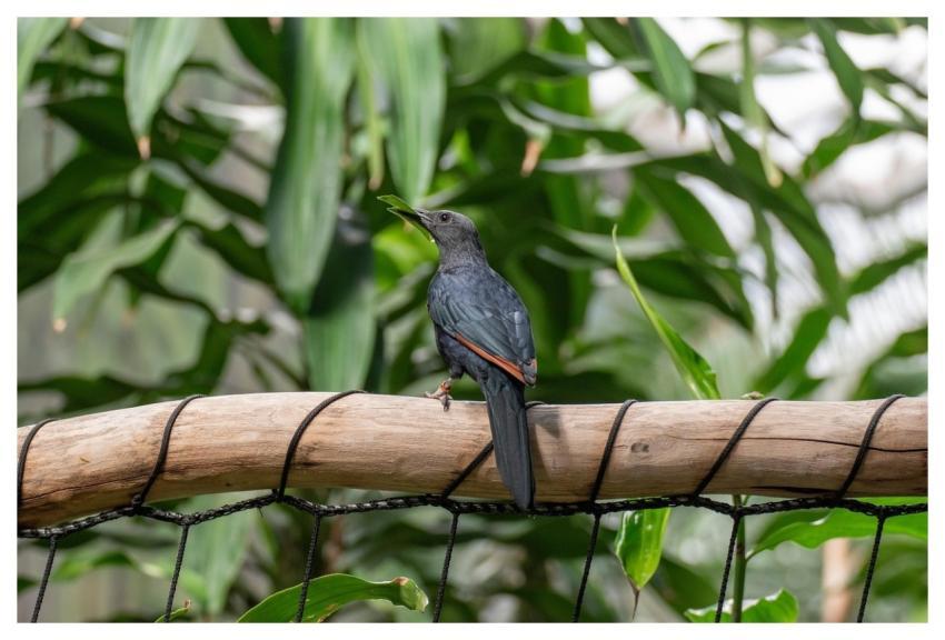 Bird Starling Red-Winged Starling Good