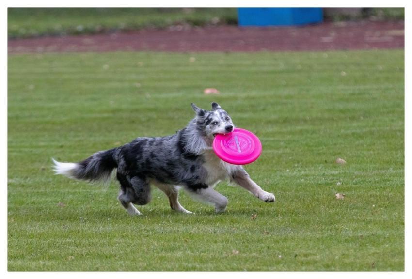 Frisbee Dogfrisbee Dog Disc Mastiffs