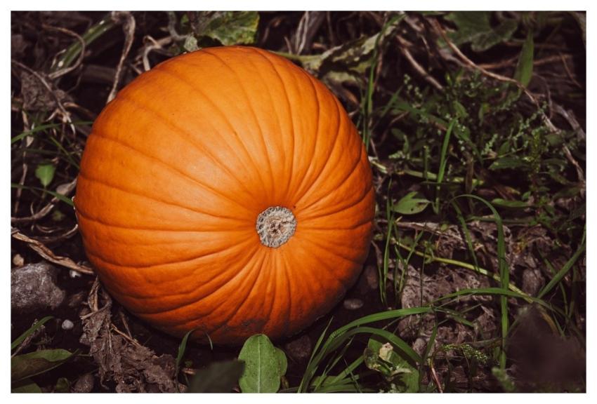 Pumpkin Halloween Fall October