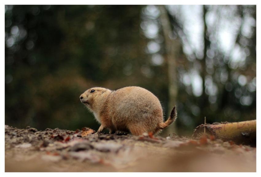 Animal Prairie Dog Nature Zoo