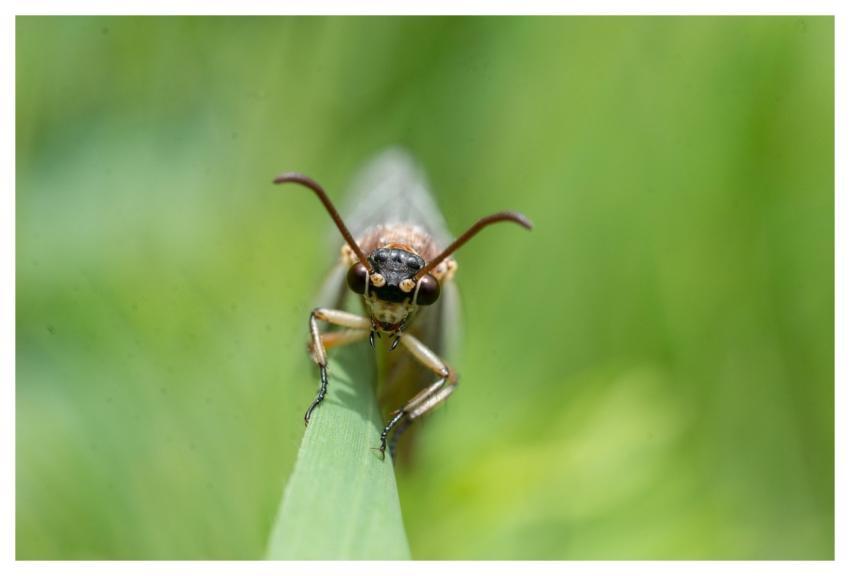 Dragonfly Insect Macro Nature