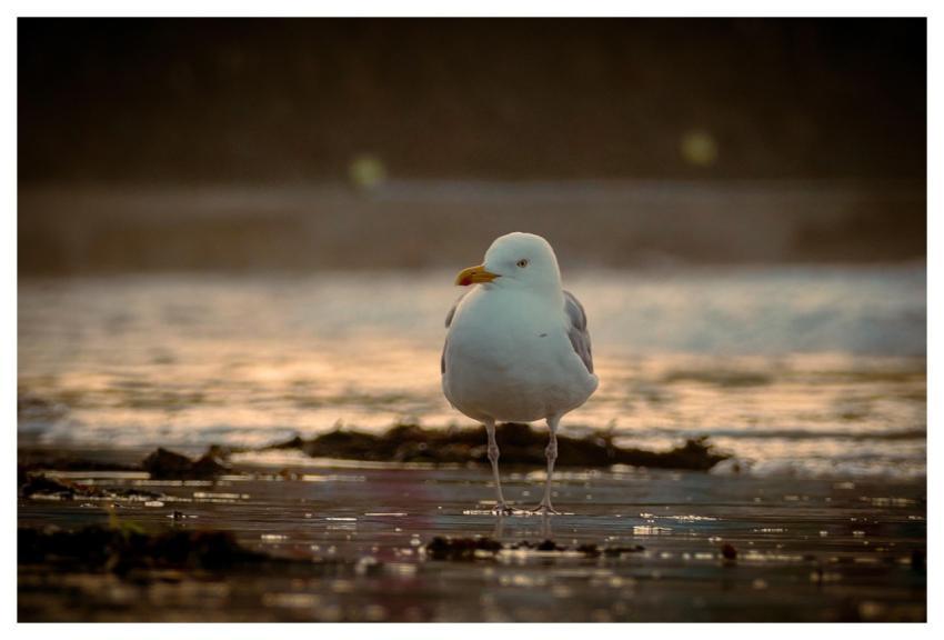 Bird Nature Seagull Ornithology