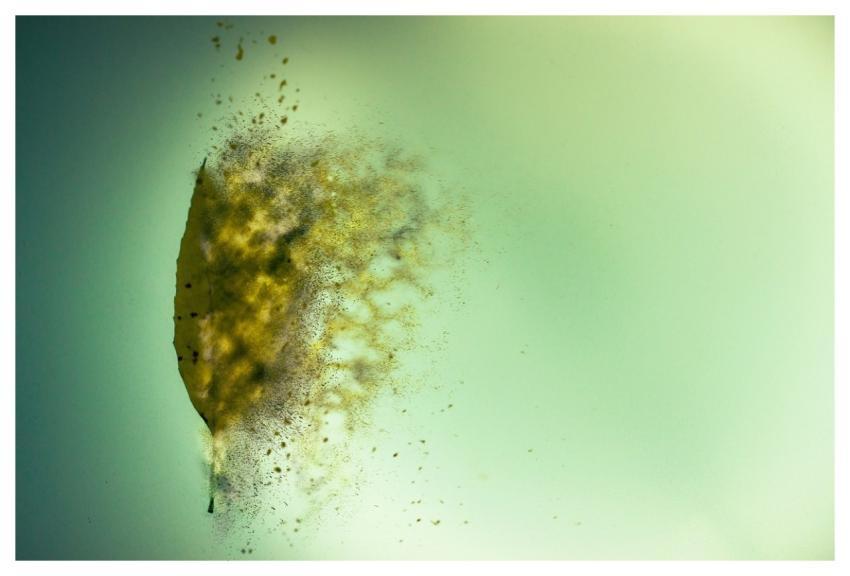 Nature Wind Green Abstract