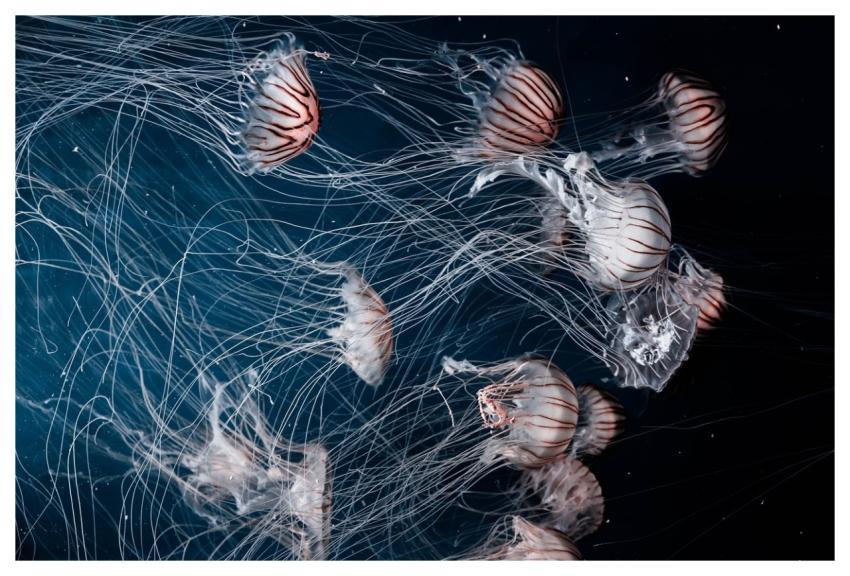 Jellyfish Aquatic Nature Animal