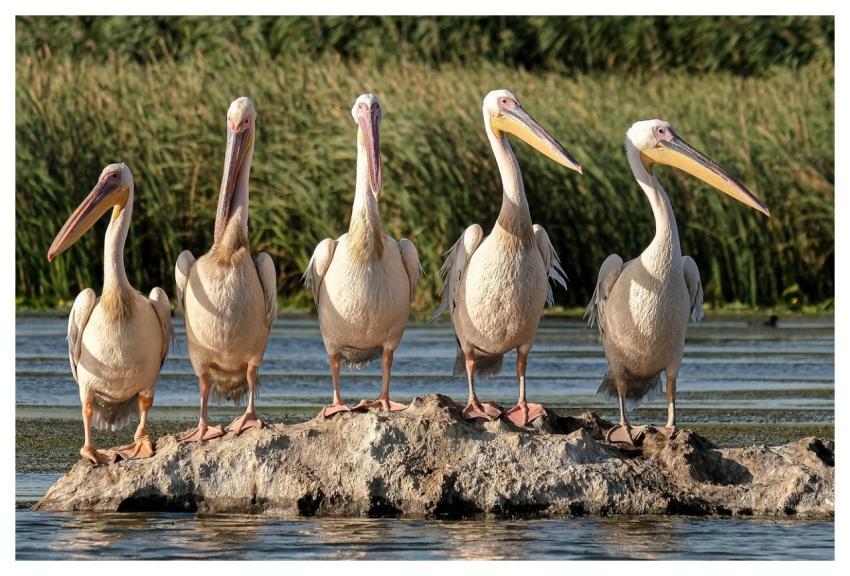 Great White Pelicans Birds Rock Lake