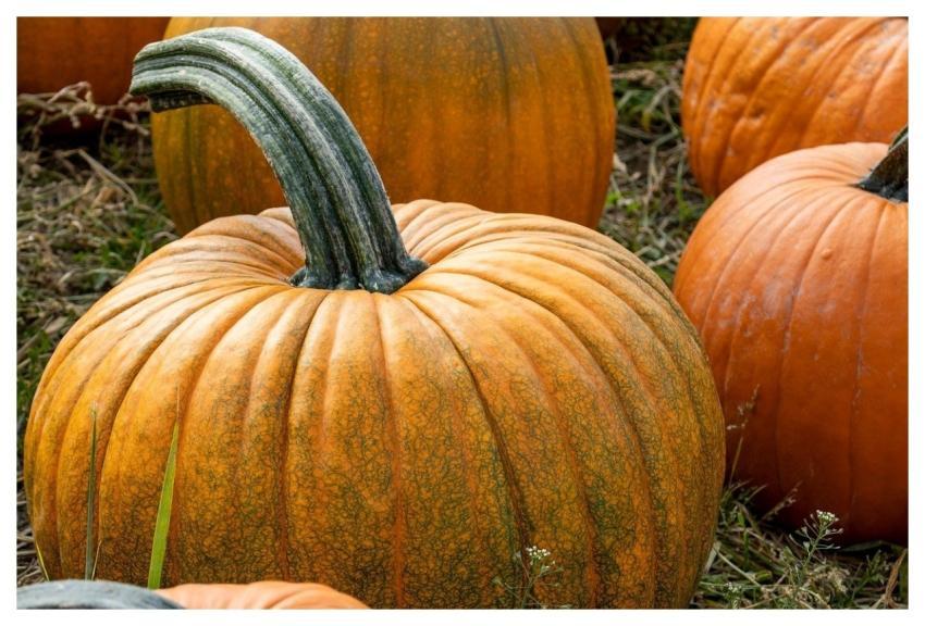 Pumpkins Autumn Harvest Fall