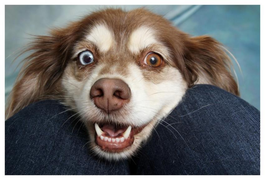 Dog Pet Canine Animal