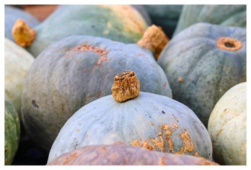 Pumpkin Gray Green Pumpkin Heads