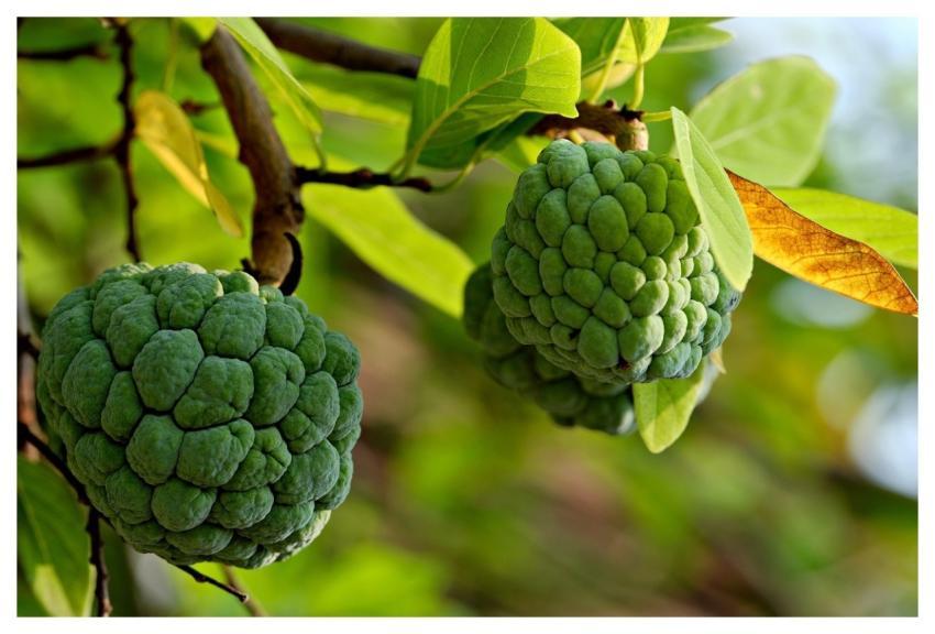 Custard Apple Fruit Food Fresh
