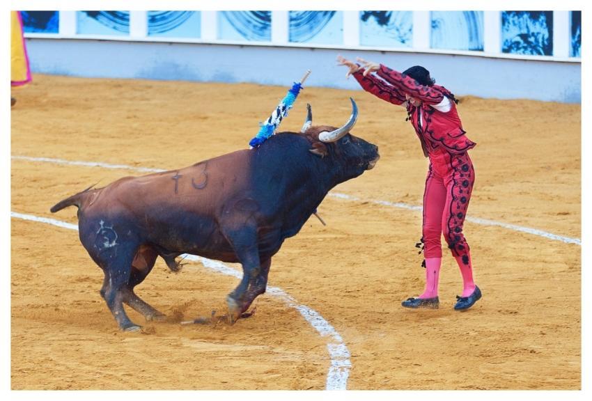 People Man Bull Animal