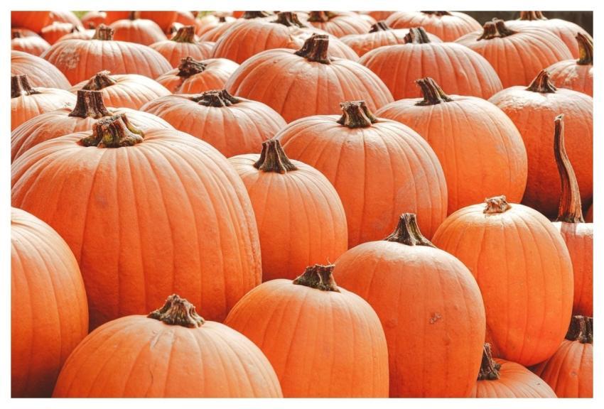 Pumpkin Halloween Fall Harvest
