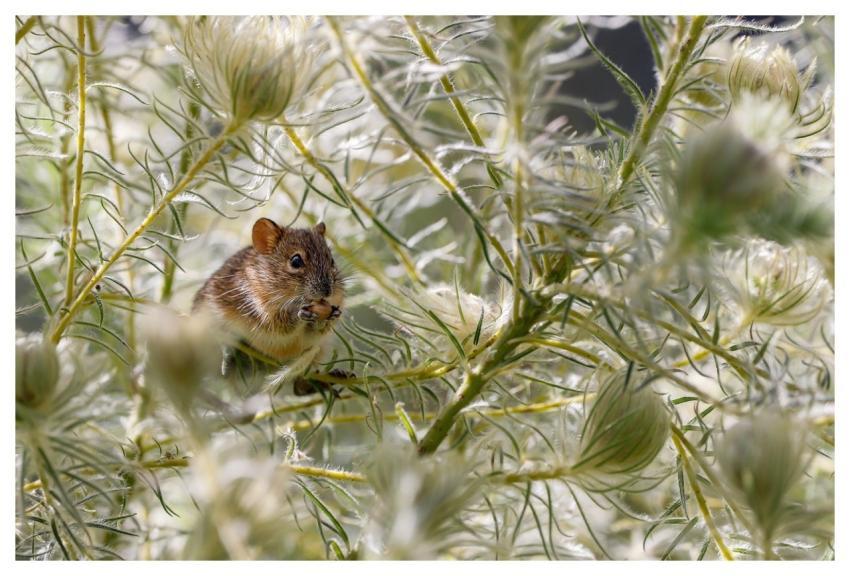 Animal Mouse Mammal Rodent