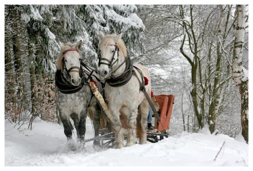 Sleigh Ride Horses Winter Snow