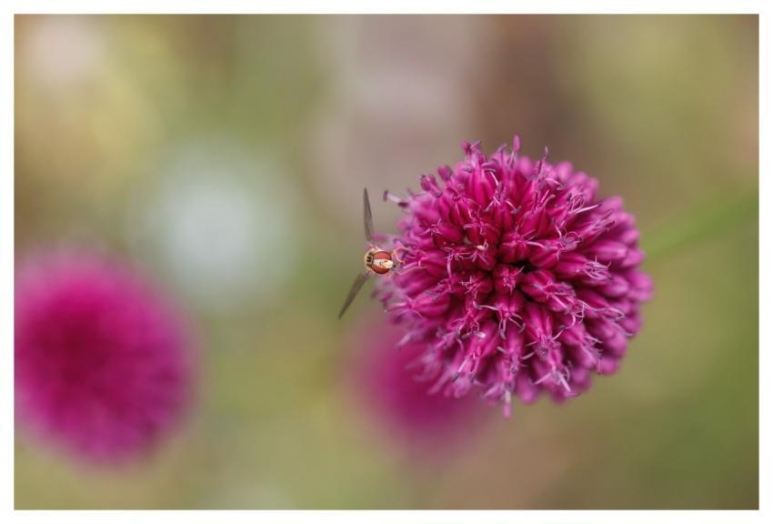 Nature Flower Insect Hover Fly