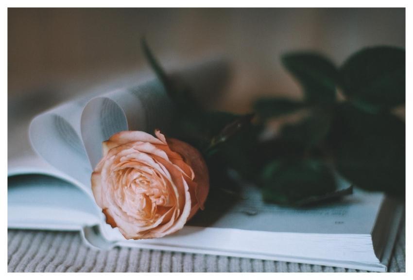 Rose Beautiful Flowers Rose Flower Flower