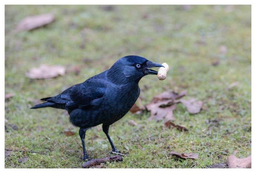 Bird Crow Park Animal