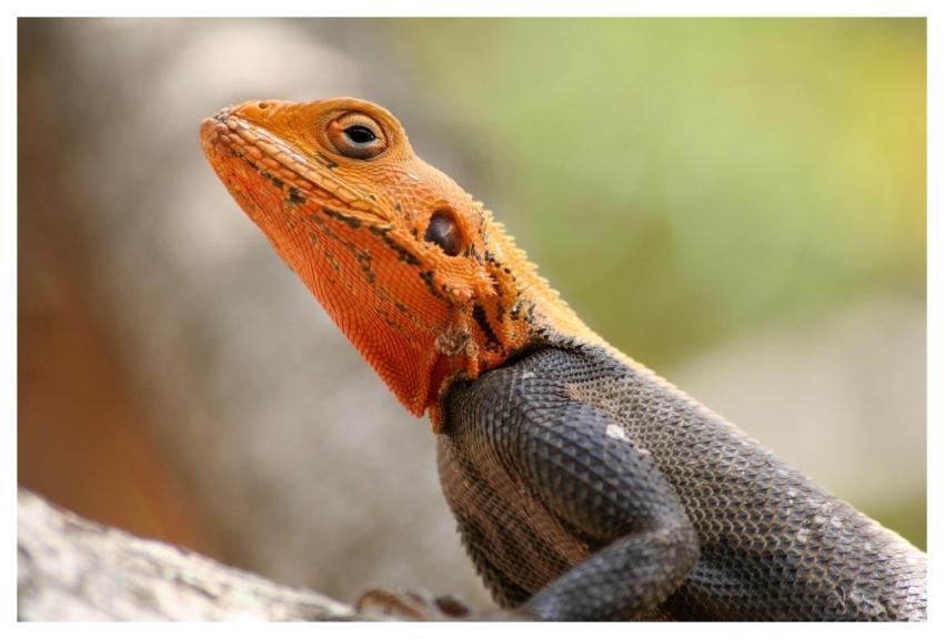 Lizard Reptile Scales Scaly