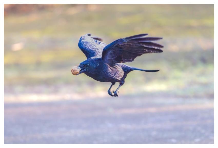 Bird Crow Park Animal
