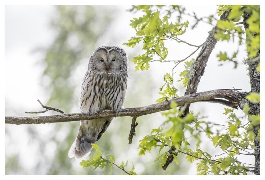 Ural Owl Bird Wildlife Animal